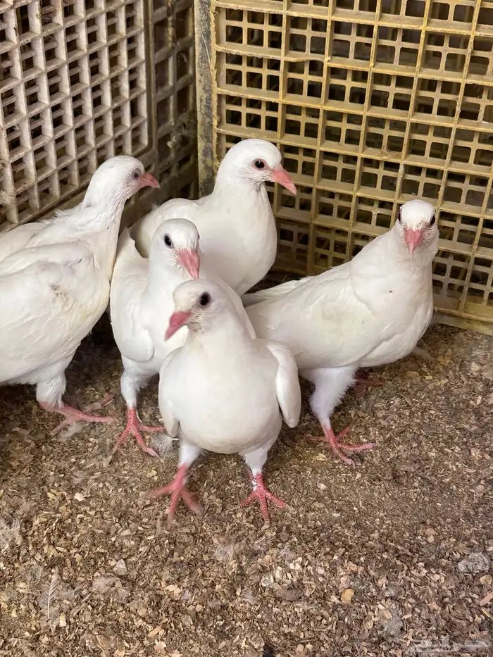 زغاليل حمام فرنسي فاخر 4