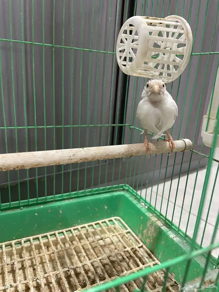 انثى كناري منتجه تحتها بيض 2