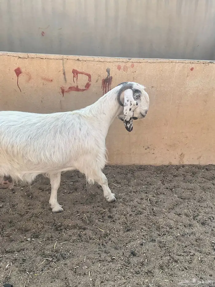 عنز مطفل خصم 0