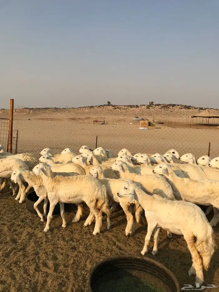 السلام عليكم ورحمة الله وبركاته 0