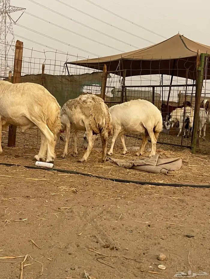 33 غنم حريات حرش جروم منوة القاني تبارك الله.. 11