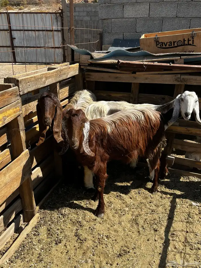 معزا للبيع 0