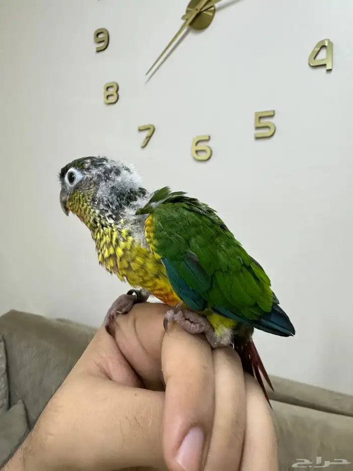 اتوفرت فروخ جديدة ( كنيور -كروان -روز ) 2