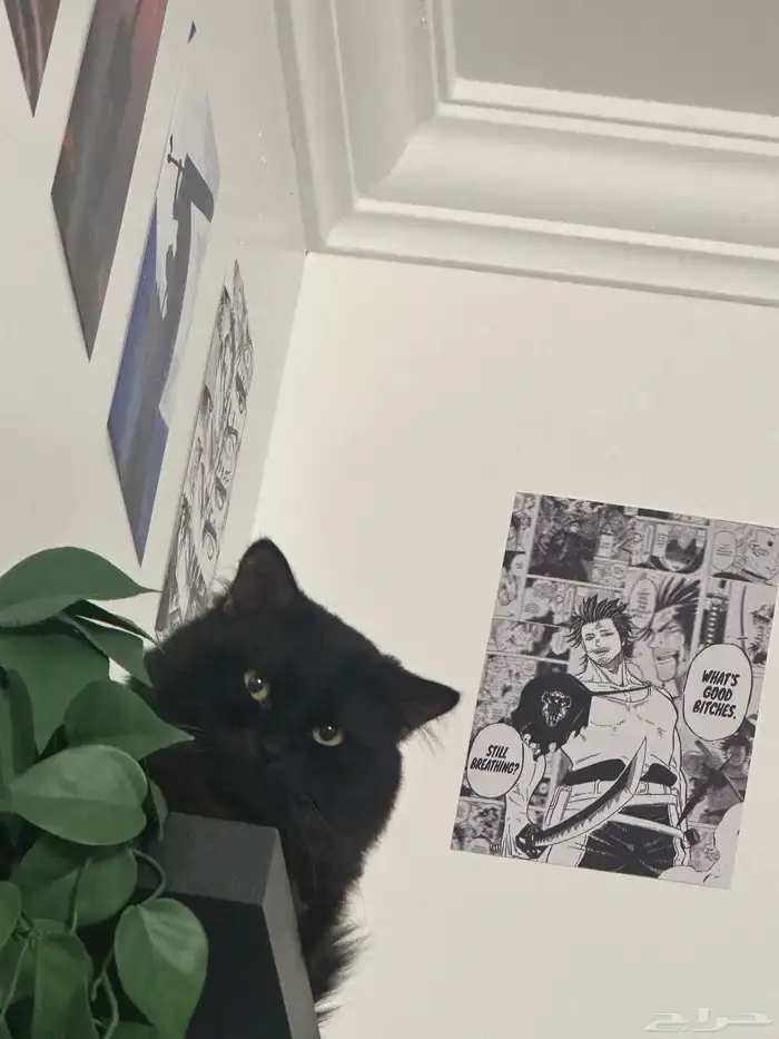 قطط ذكر وأنثى لتبني 6