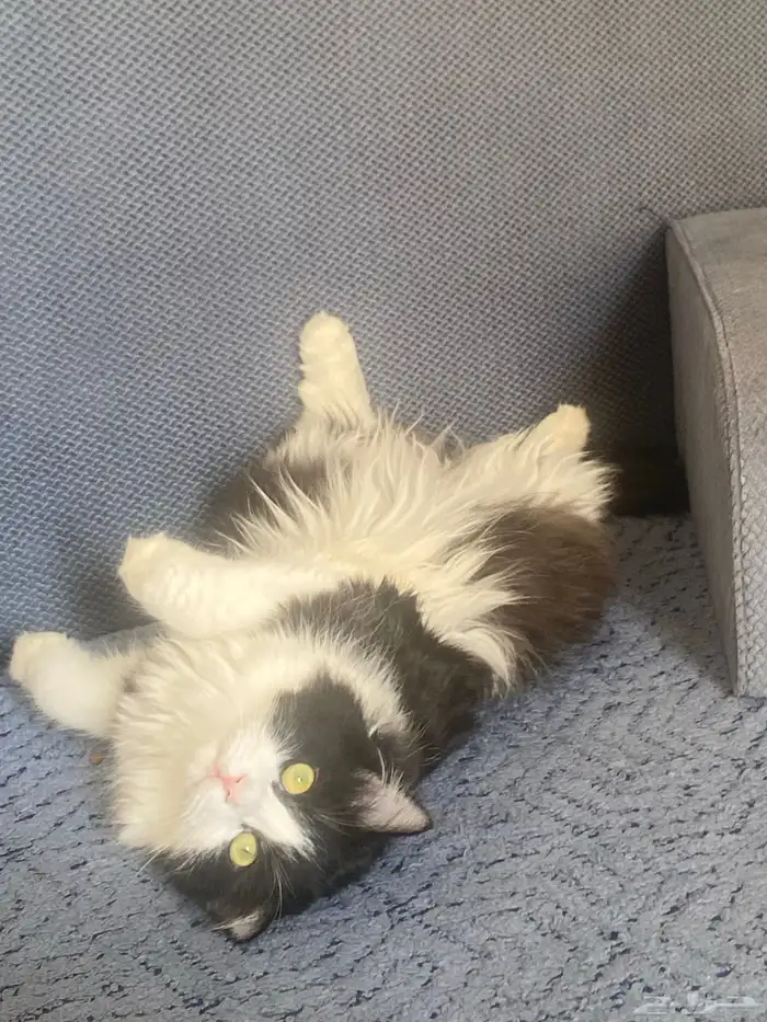 قط مفقود ضائع قطط مكافأة 500 للي يلقاه 0