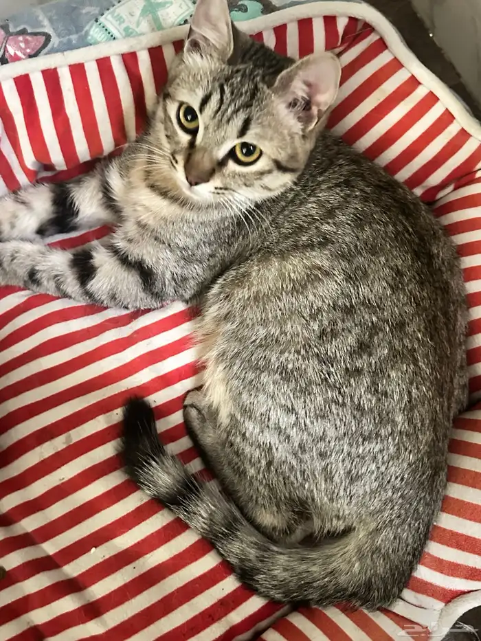 قط ذكر للتبني 3