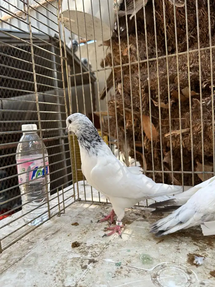 جوز باكستاني موتياء 2