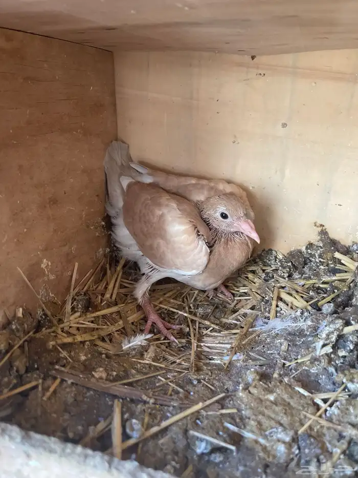 زاجل اجواز 17