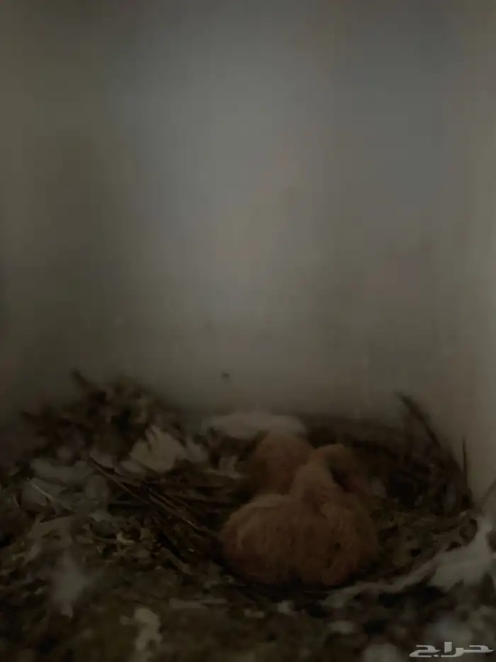 حمام فرنسي 7