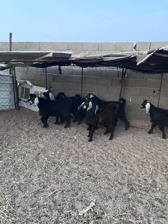 للبيع تيوس وجفار 1