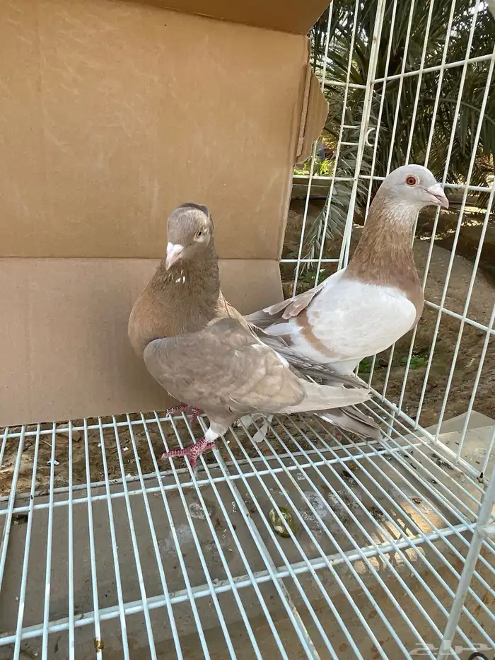 زاجل اجواز 14