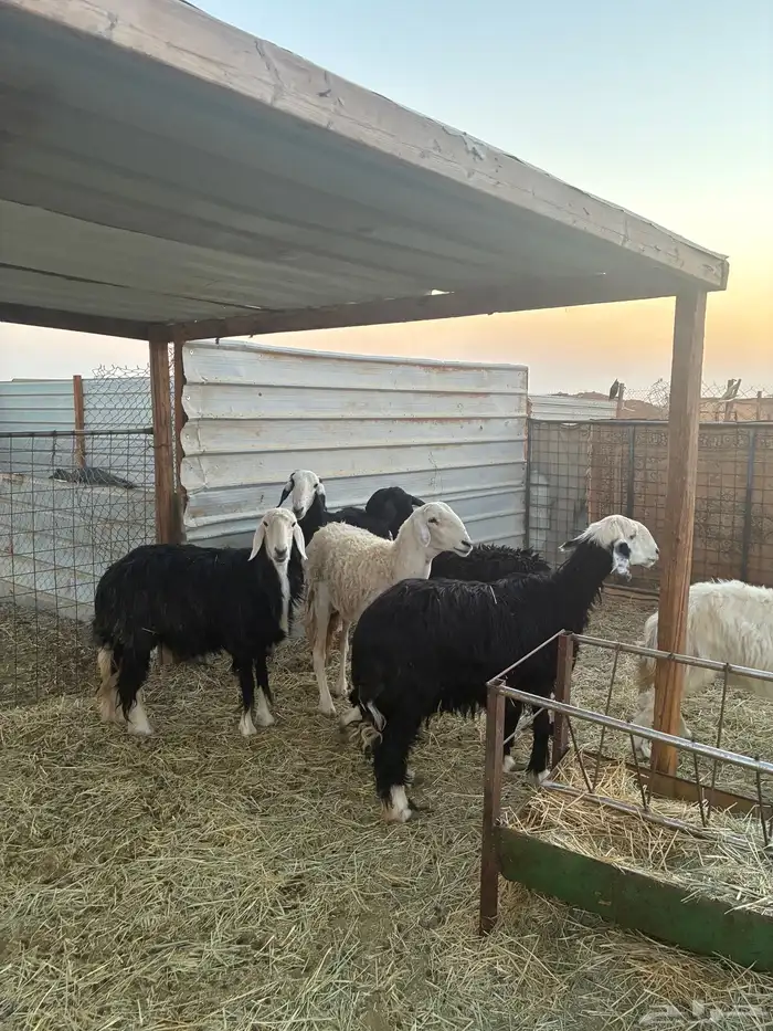 غنم نجد دفيع طيبه 3