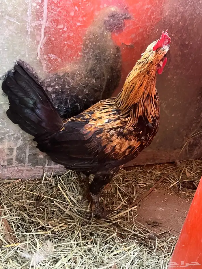 دجاجه فريه و ديك شوكي ماشاءالله تبارك الله 9