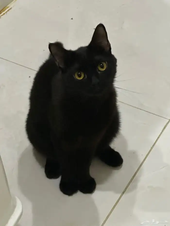 3 قطط للتبني سكوتش مهج (ذكر   2 انثى ) 1