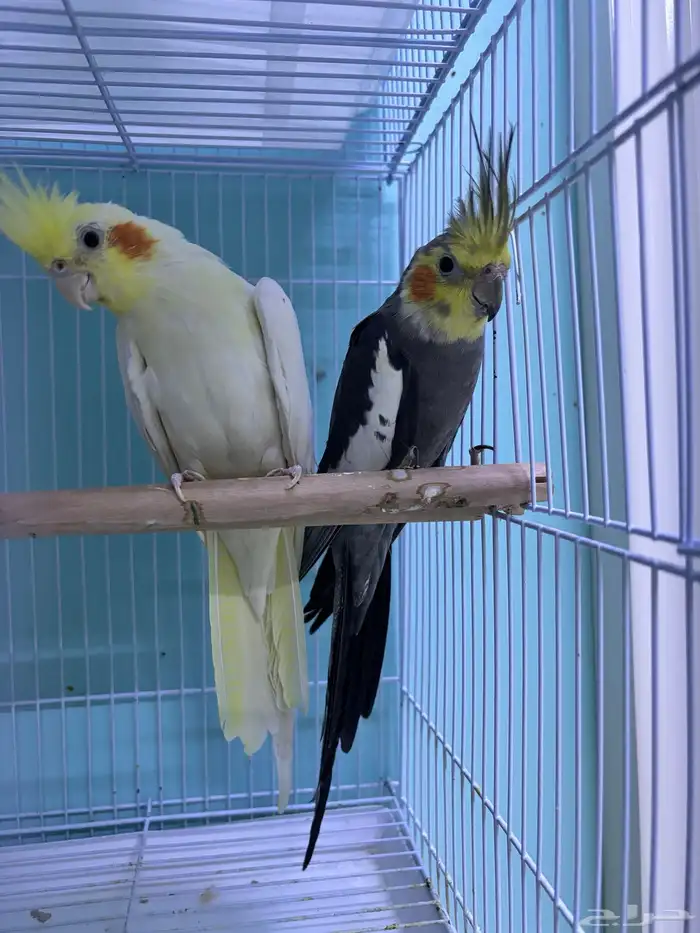 جوز كروان منتج 2