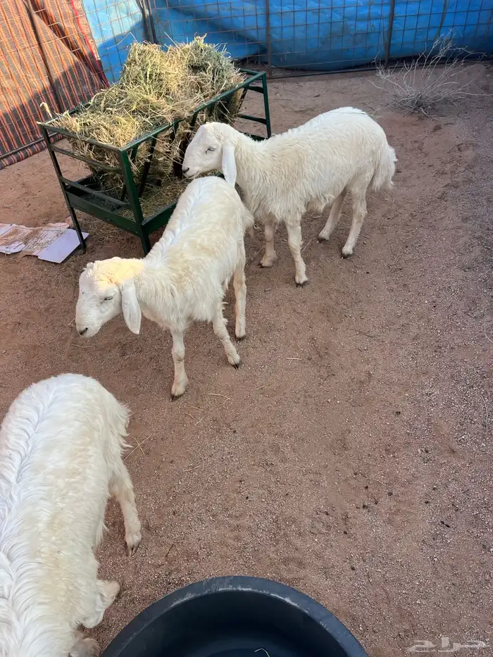 خرفنا طيبه ذبح 0