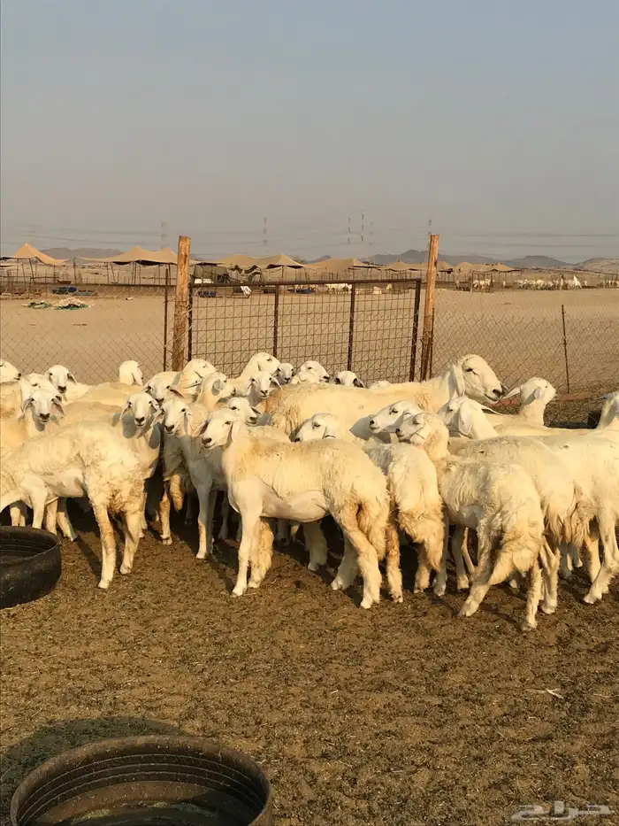 السلام عليكم ورحمة الله وبركاته 1