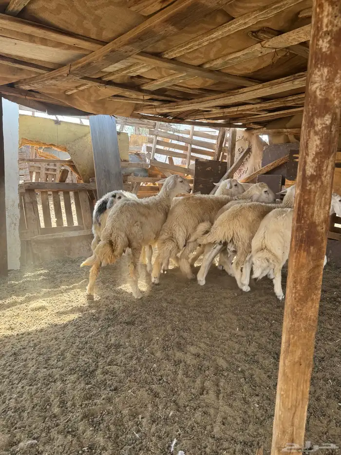 طليان حريه 0