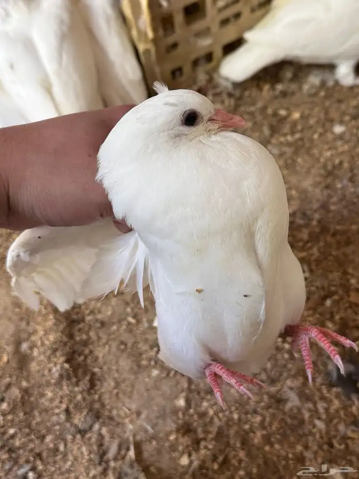 زغاليل حمام فرنسي فاخر 3