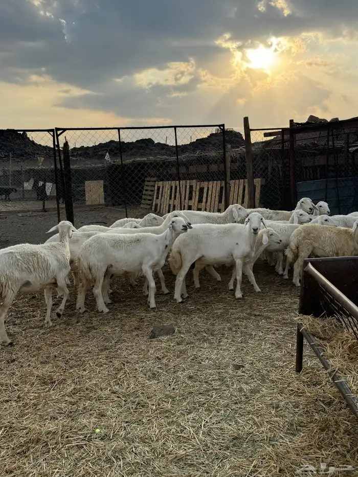 ضان ورخال مراح صغار سن 7