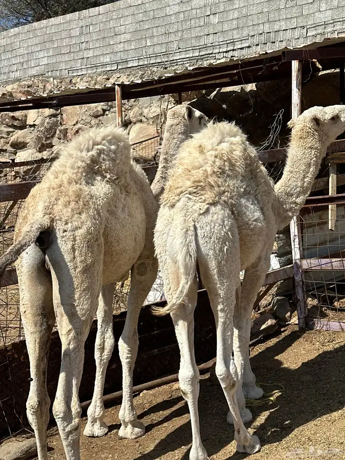 قعدان 2 للبيع 0