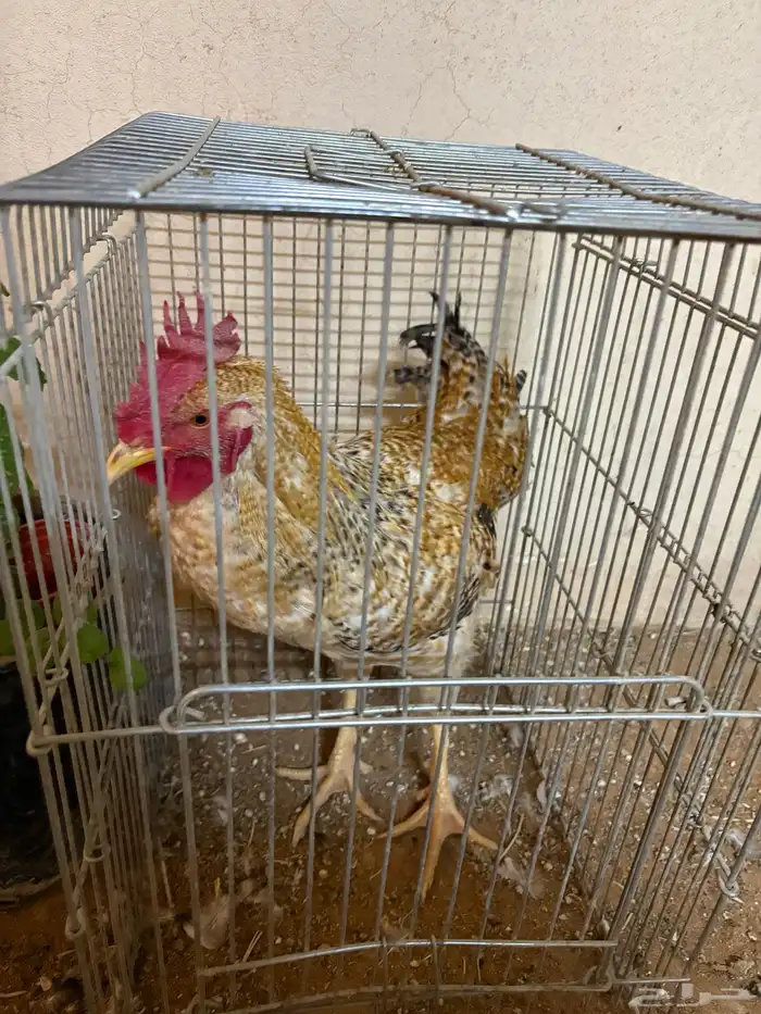 للبيع ديك حجم كبير ومذن من سلاله التركي و الفرنسي 5