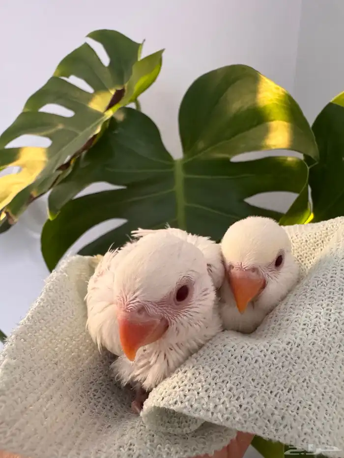 فرخ روز البينو من اهل غير صافين 1