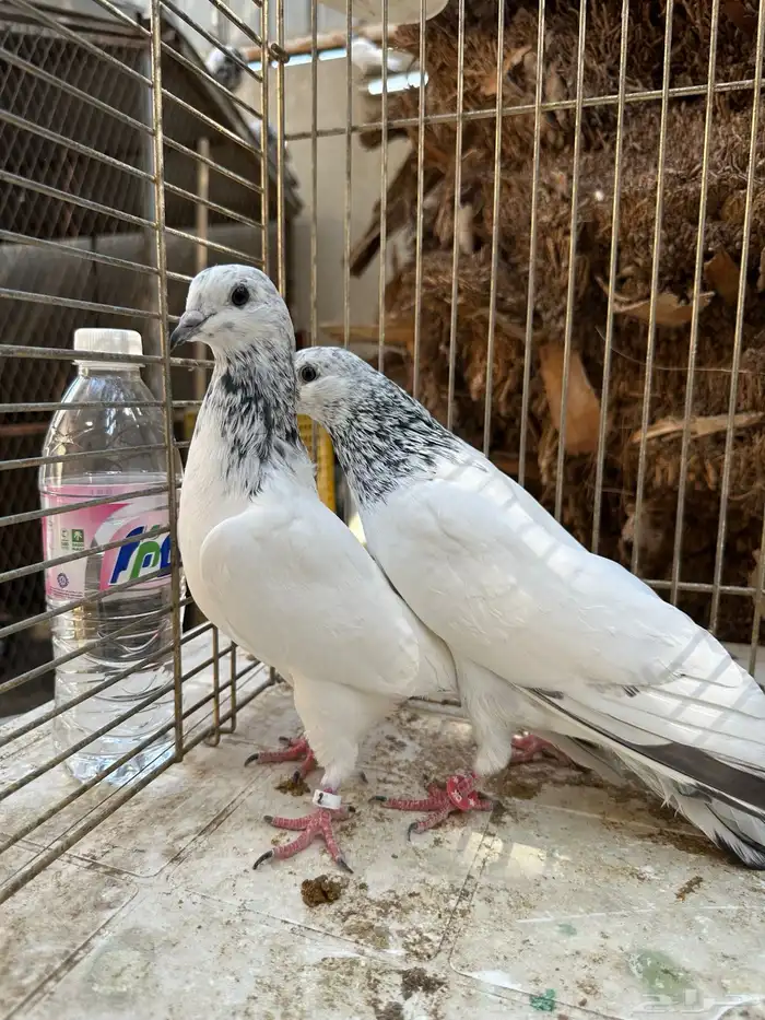 جوز باكستاني موتياء 3