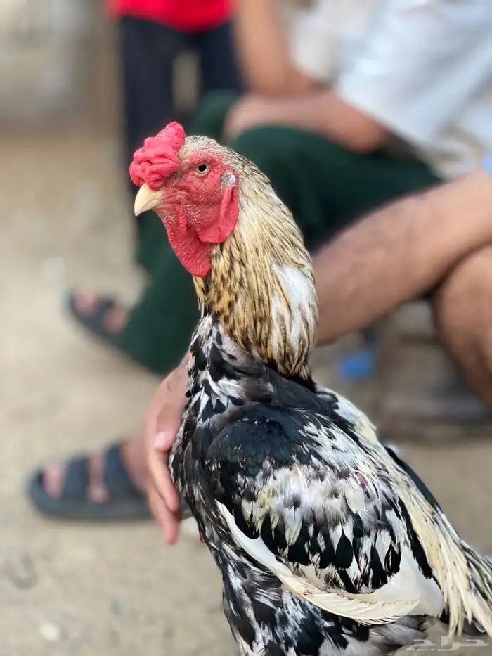 ديك باكستاني 1