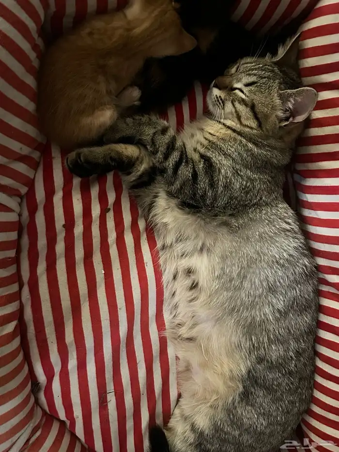 قط ذكر للتبني 2