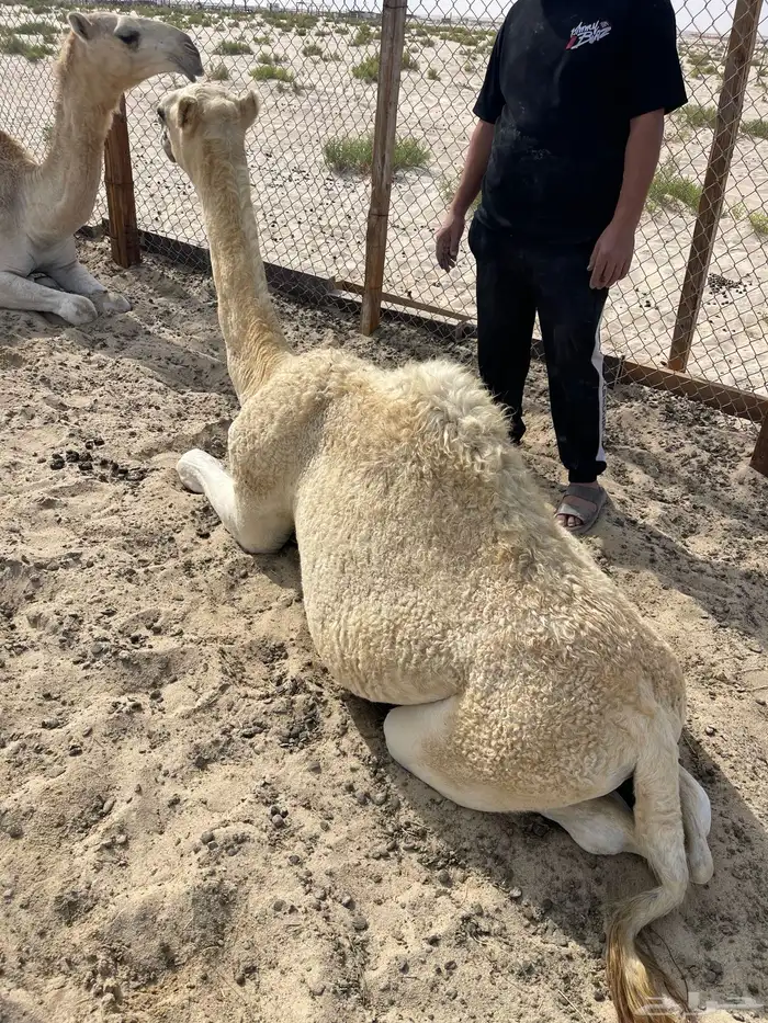 قعود فل الفل على برسيم وشعير بيع بالربع 0