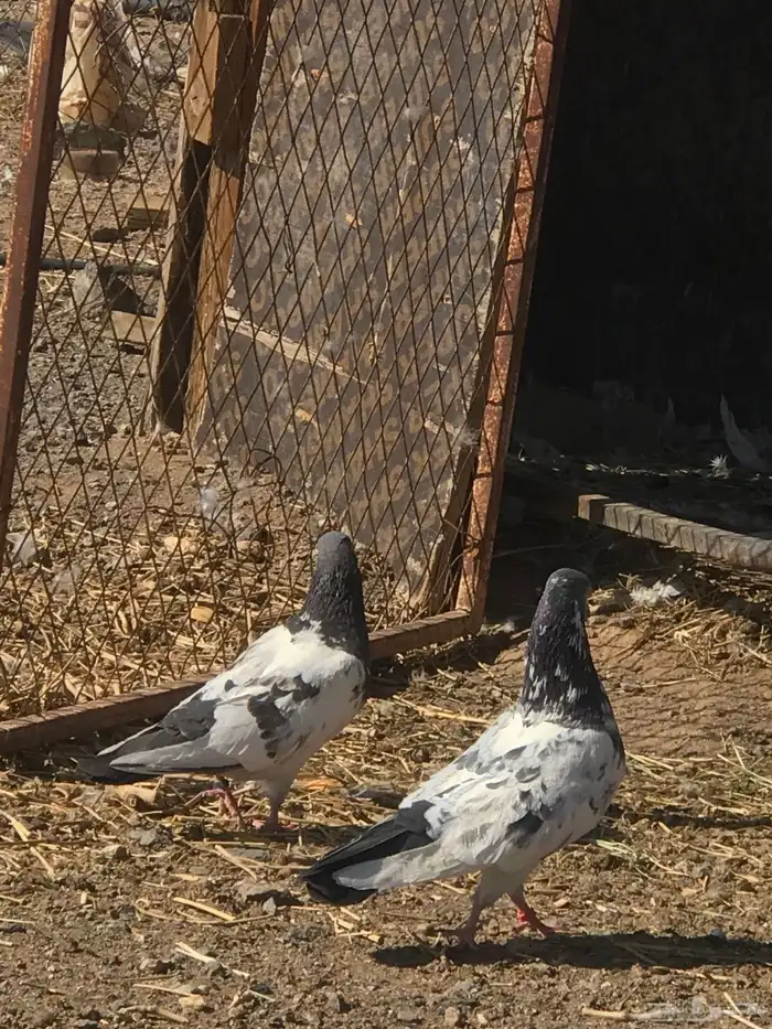 حمام باكستاني 2