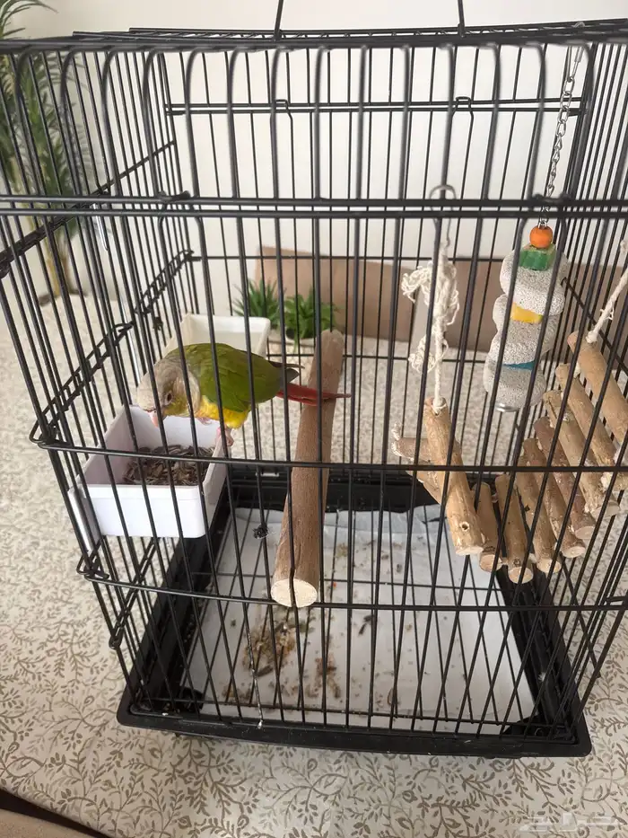 كنيور ريد فاكتور 8 شهور مفطوم نشيط 1