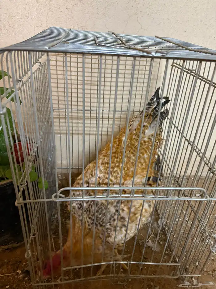 للبيع ديك حجم كبير ومذن من سلاله التركي و الفرنسي 4