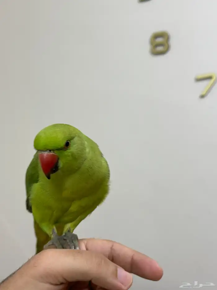 درة هندي( تم البيع ) 6