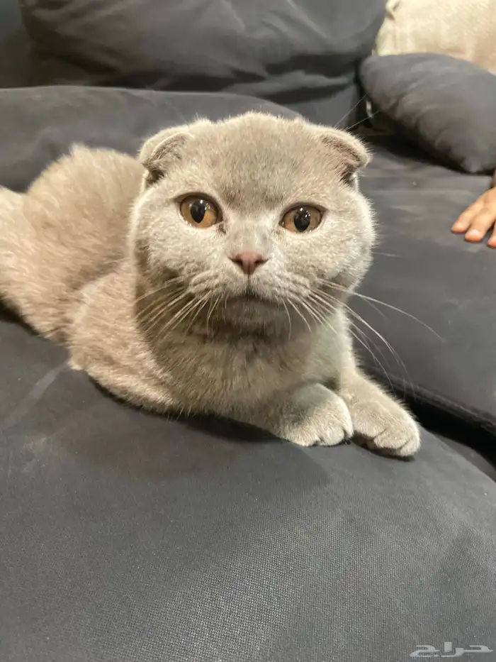 سكوتش فولد بيور سلاله نادره لون مميز العمر 5 شهور مدربه 2