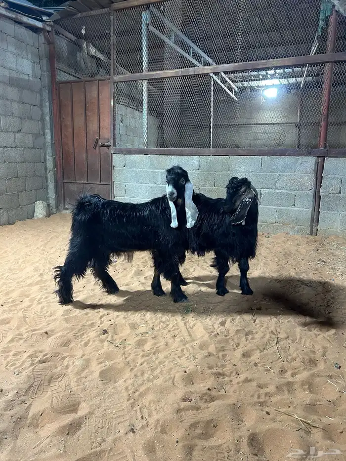 تيوس عوارض ناهيه زبده(تم البيع ) 0