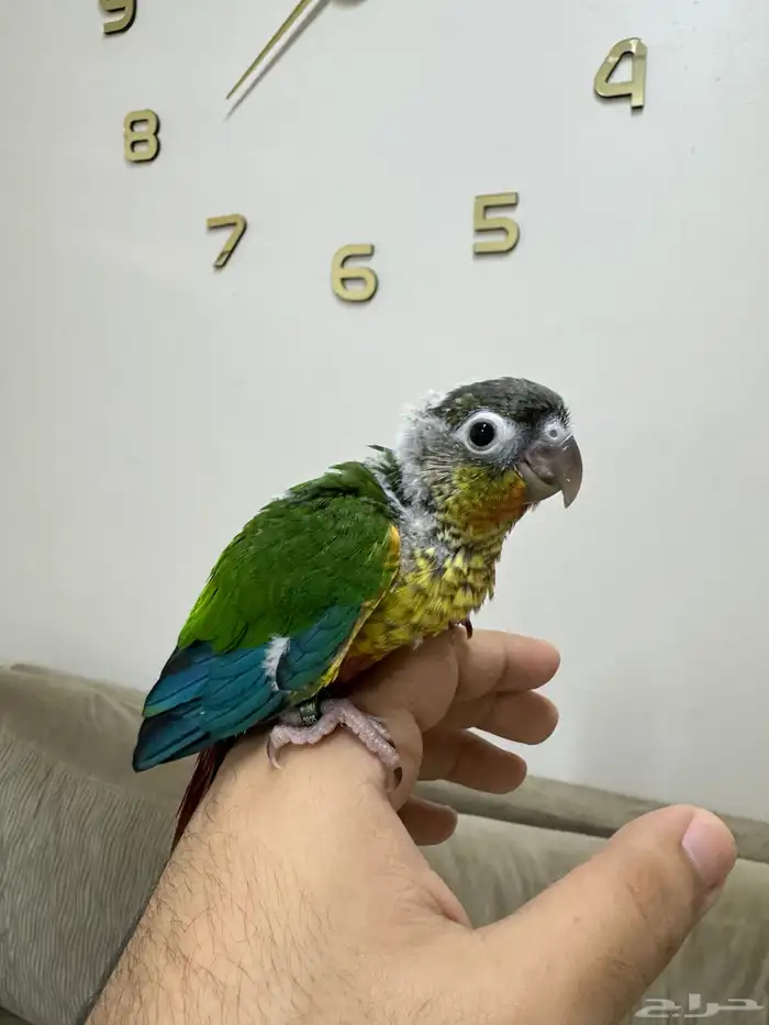 اتوفرت فروخ جديدة ( كنيور -كروان -روز ) 1