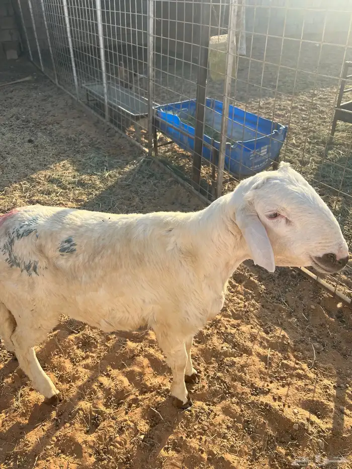 خروف ساكني للبيع 1