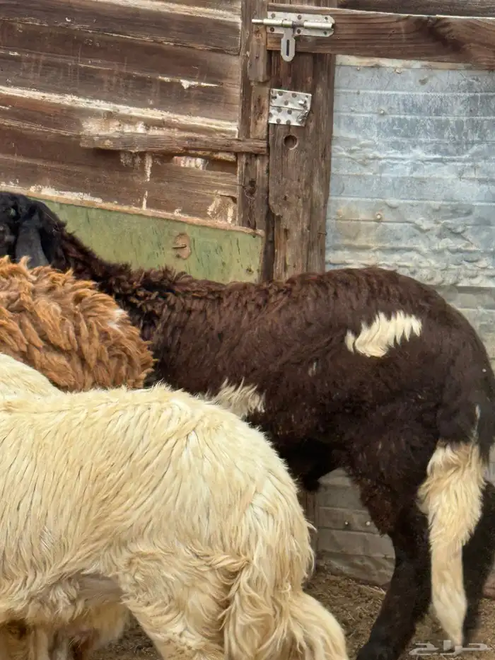 4 طليان للبيع 2