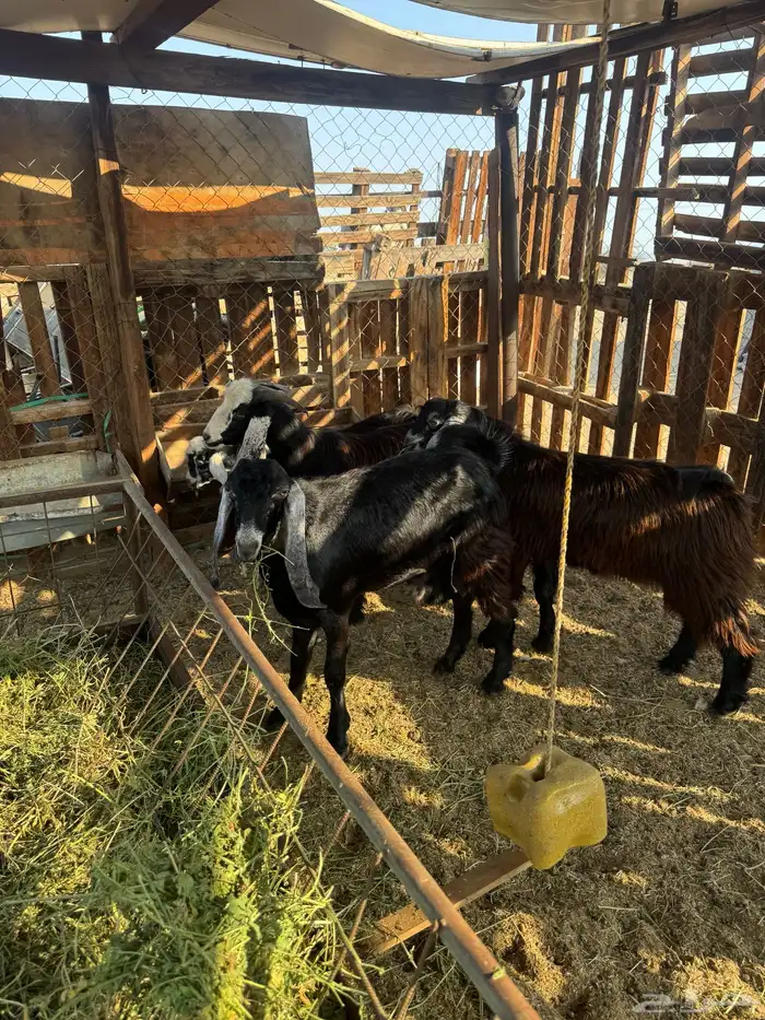 جفار وتيس مضبي 14