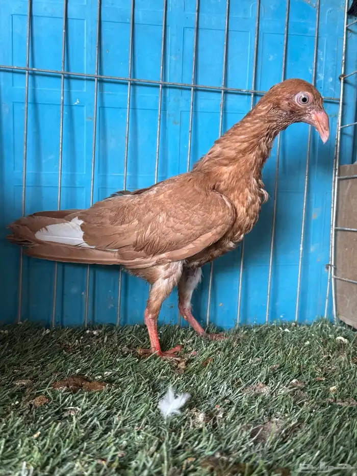 جوز حمام دنش اصفر صافي بولده مستوى فاخر 8