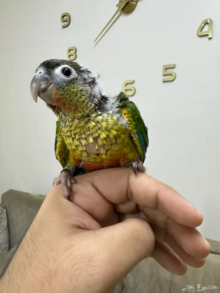 اتوفرت فروخ جديدة ( كنيور -كروان -روز ) 0