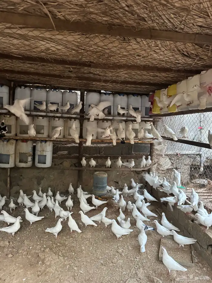 حمام فرنسي 10