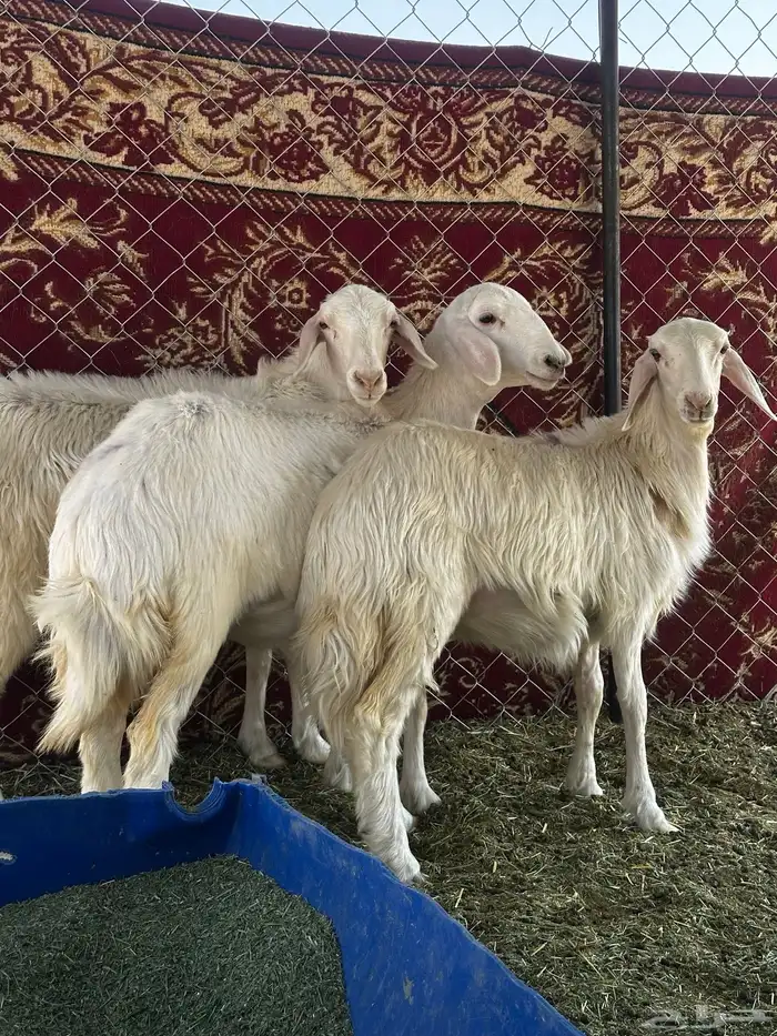 ارخل مقاني 0