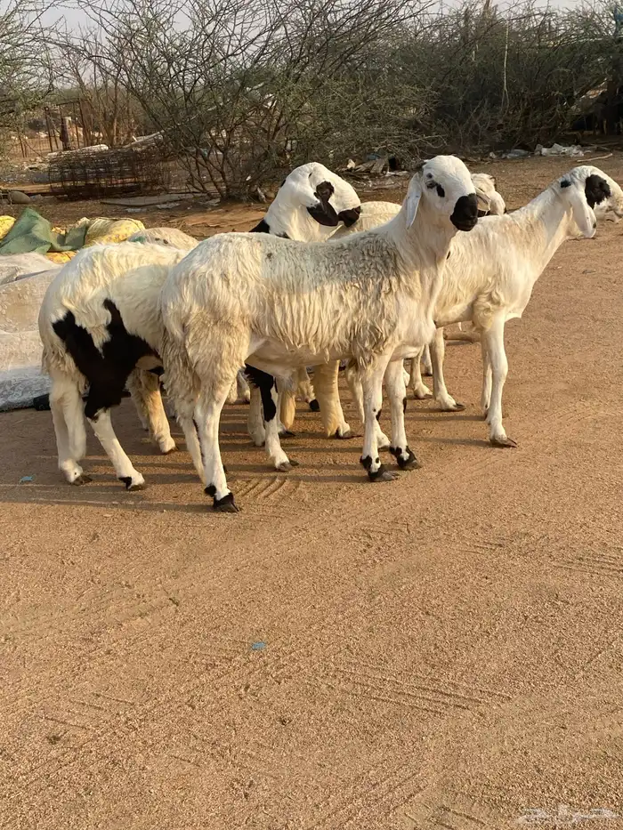 سواكن تربيه 1