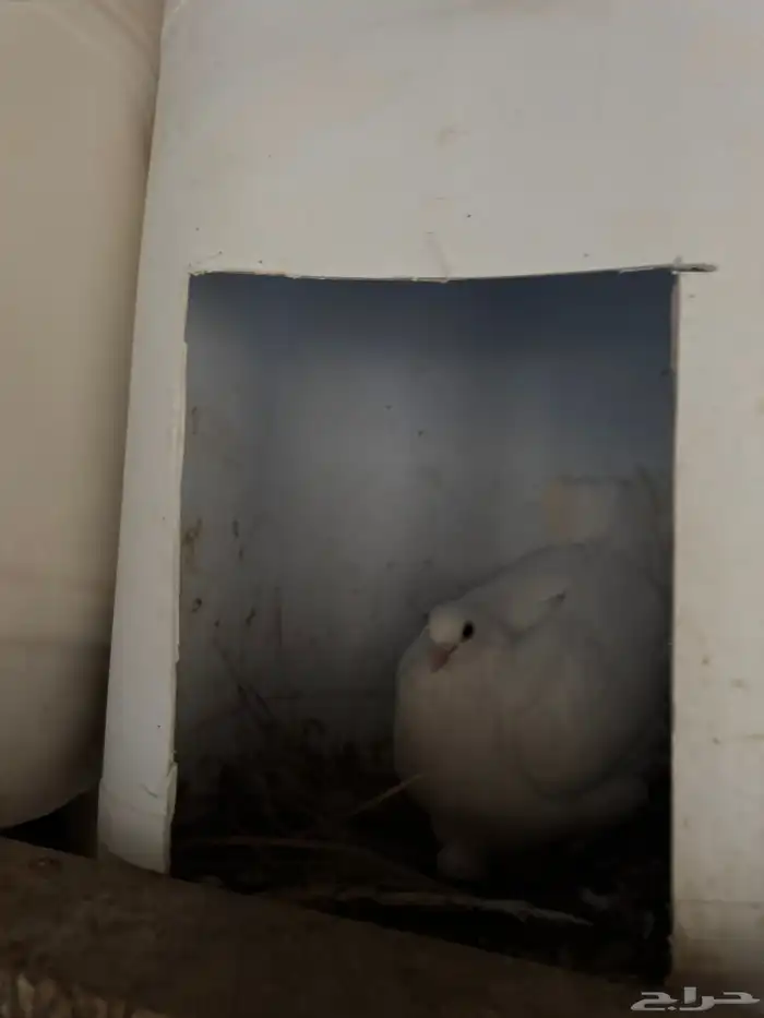 حمام فرنسي 5