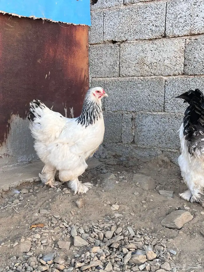 دجاج براهما 9