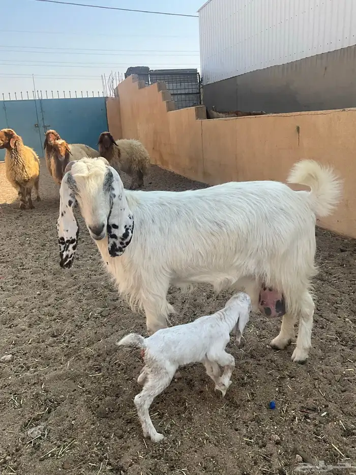 عنز مطفل خصم 3