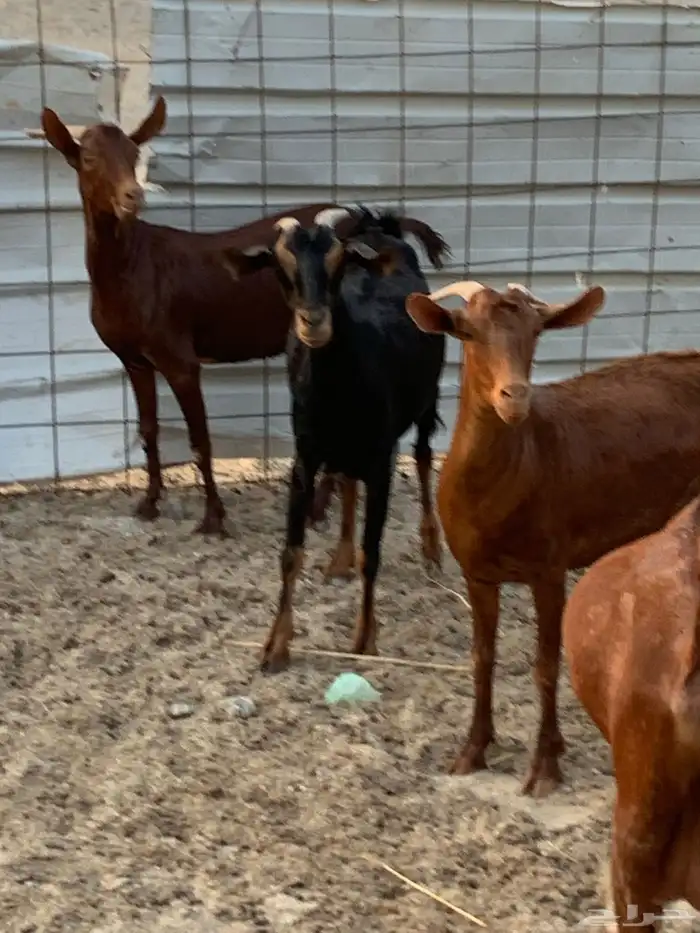 للبيع معزا دهم مواليد 8